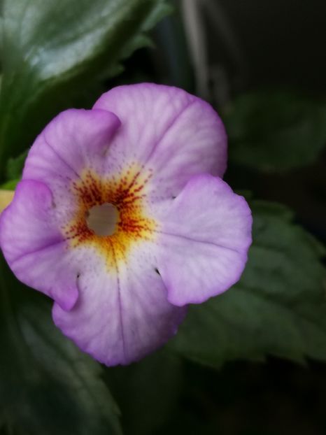  - Achimenes 2018