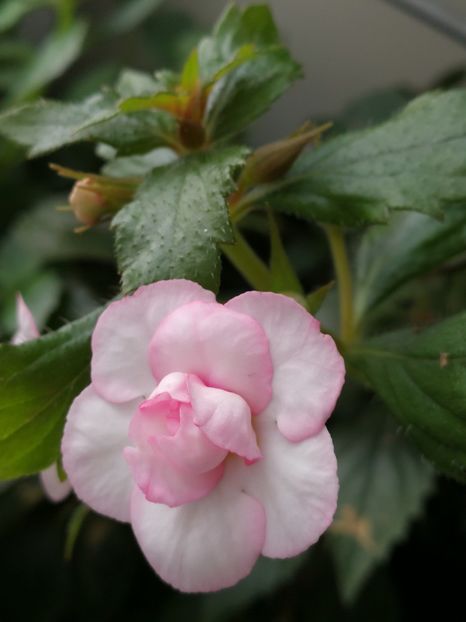  - Achimenes 2018