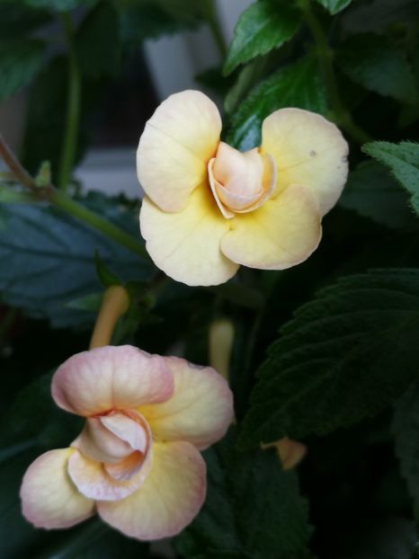  - Achimenes 2018