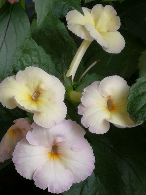  - Achimenes 2018