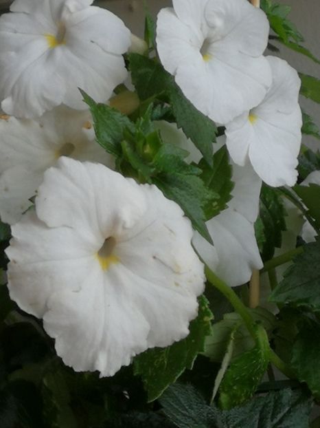 - Achimenes 2018