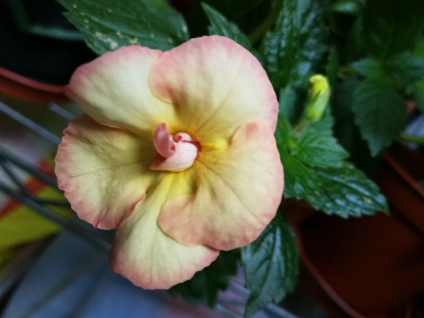  - Achimenes 2018