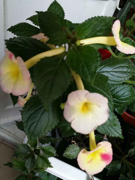  - Achimenes 2018