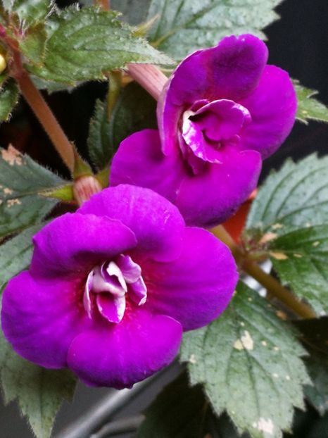  - Achimenes 2018