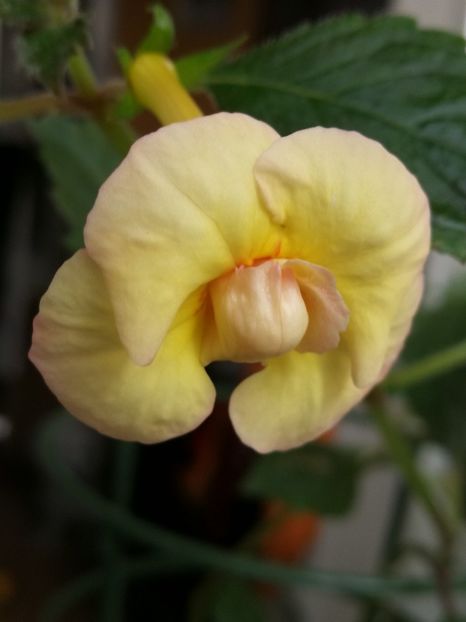  - Achimenes 2018