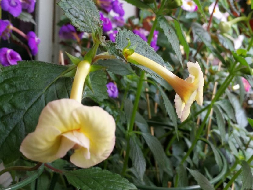  - Achimenes 2018