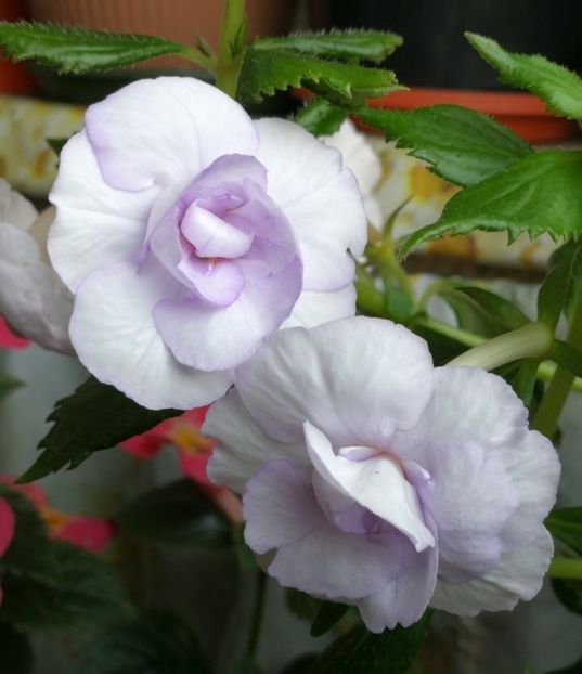  - Achimenes 2018