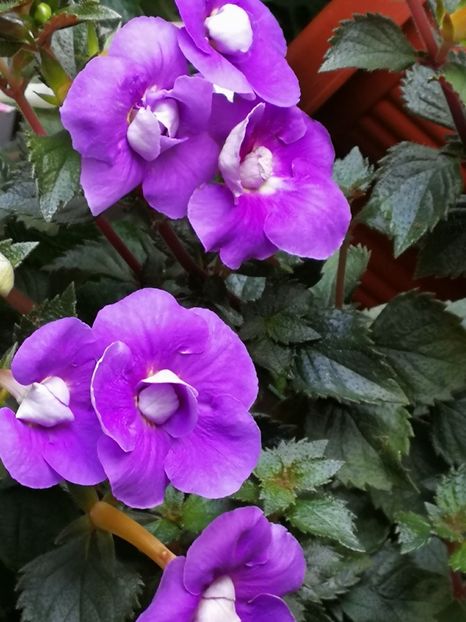  - Achimenes 2018