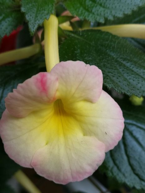  - Achimenes 2018