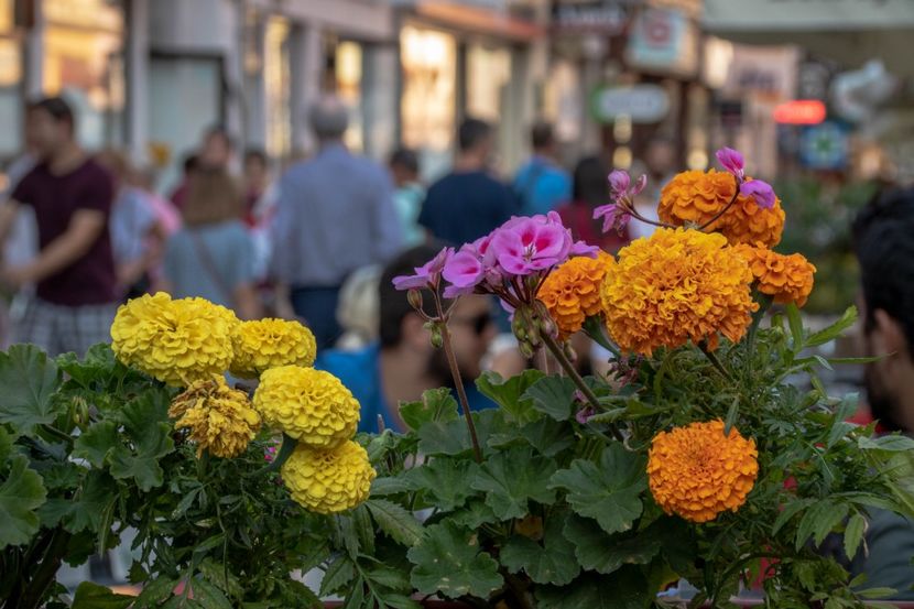  - Florile străzii !