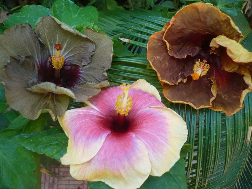 P1390822 - HIBISCUSI 2018-4