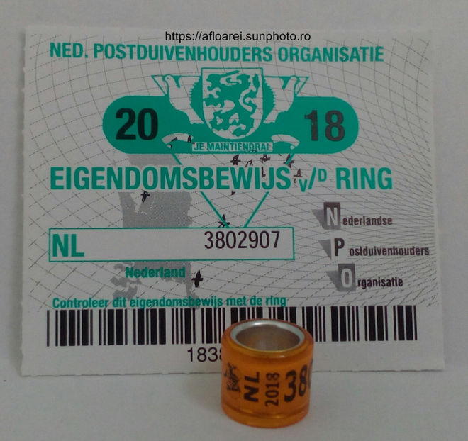 NL 2018 - OLANDA GOLD