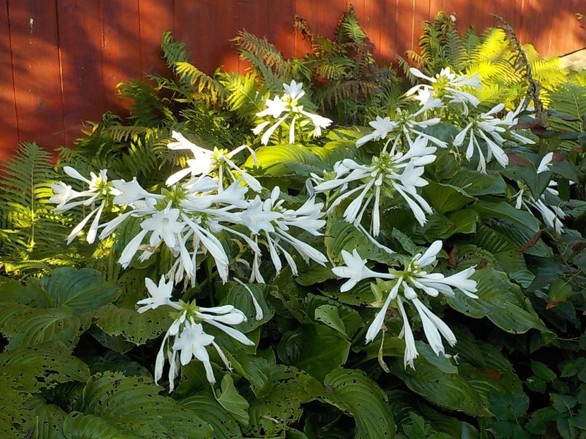  - hosta
