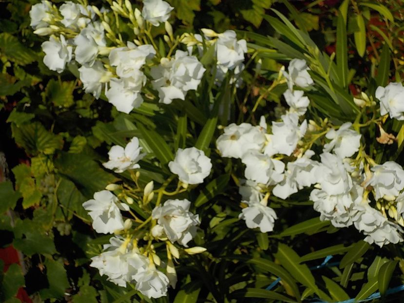  - mont blanc leandru nr 22