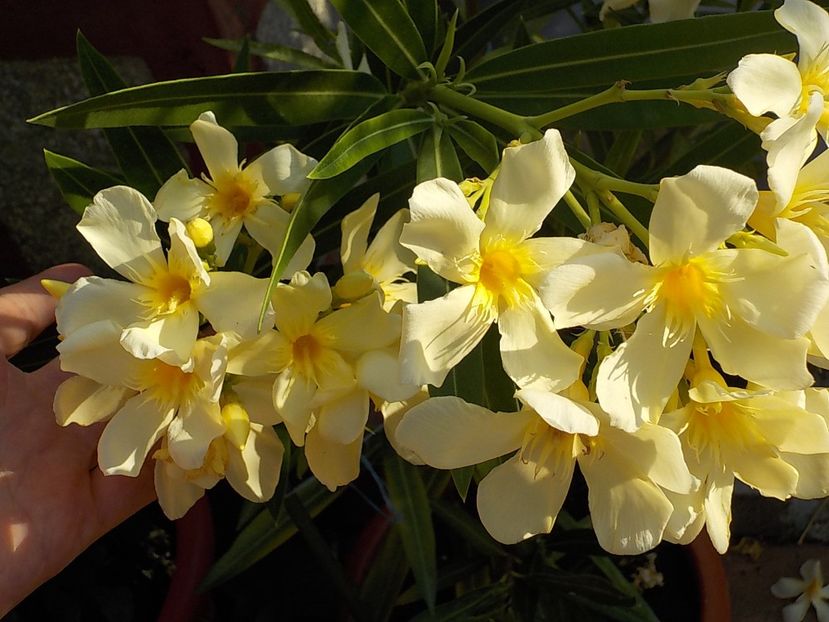  - maria gambeta nr 25