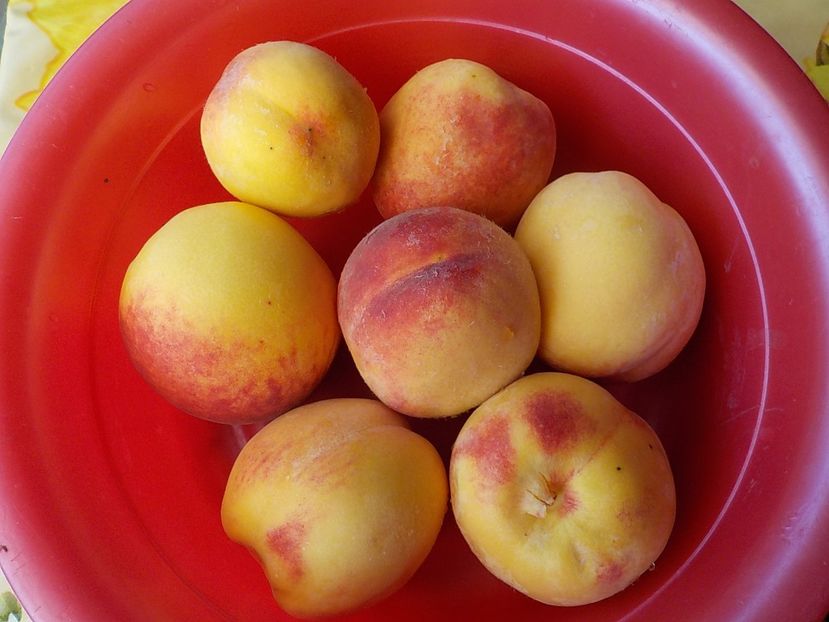  - Piersici din gradina