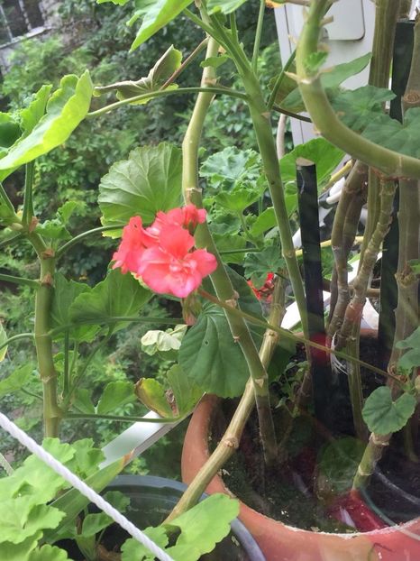 FAZR7703 - FLORILE MELE 2018