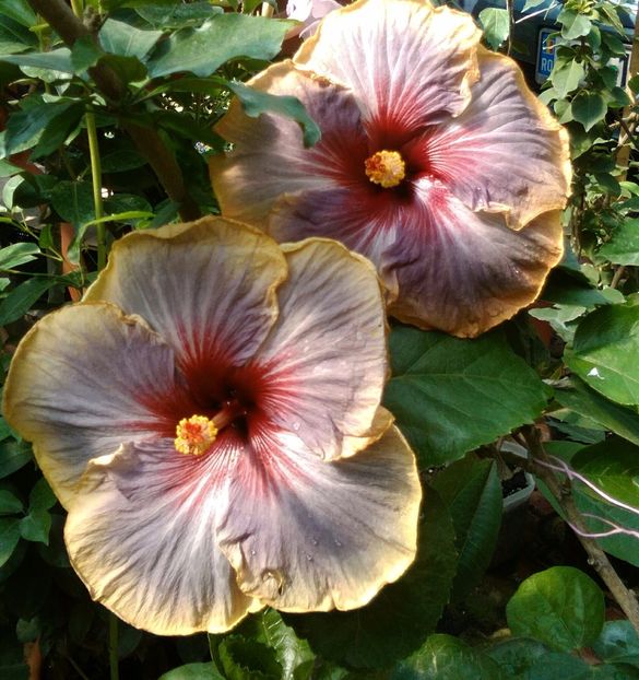  - Hibiscus Luck by Chance