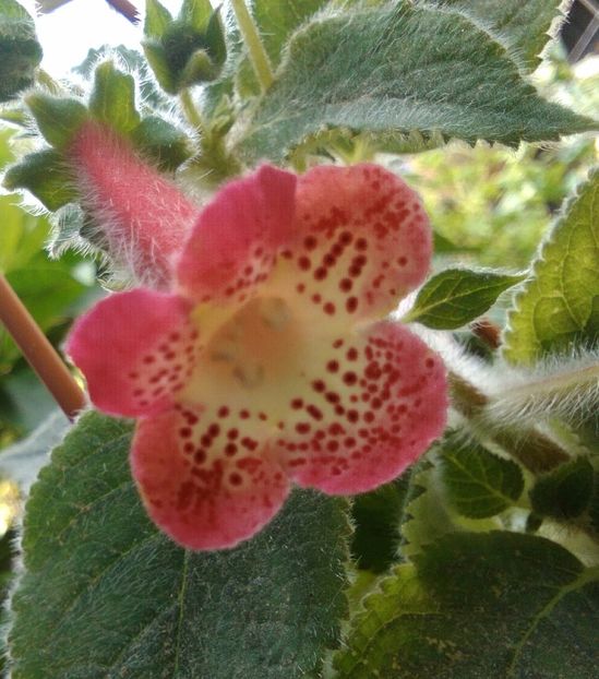 Kohleria Ni's Lima - Gesneriacee