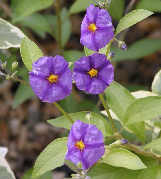 Solanum rantonnetii-flori - alte flori 1