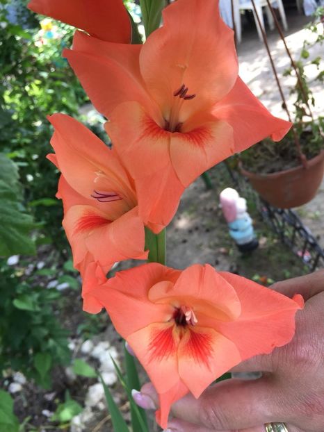 BHRI7653 - FLORILE MELE 2018
