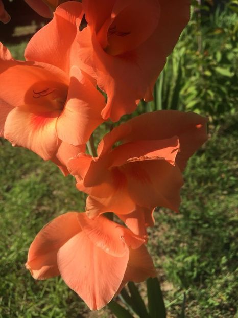 BKAT7139 - FLORILE MELE 2018