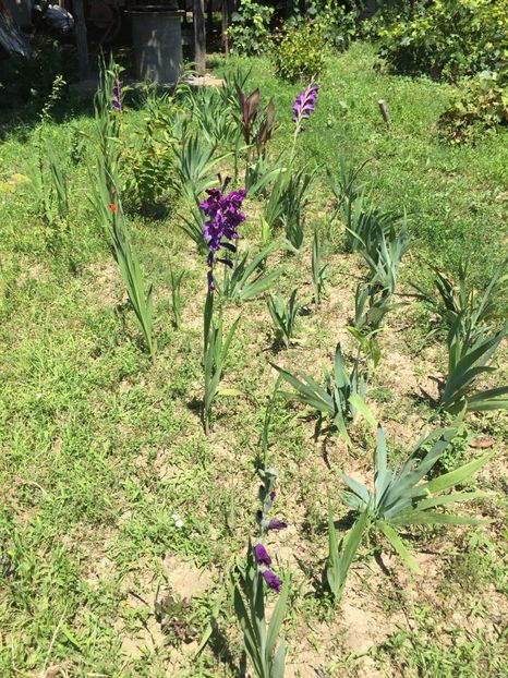 BRZC3120 - FLORILE MELE 2018
