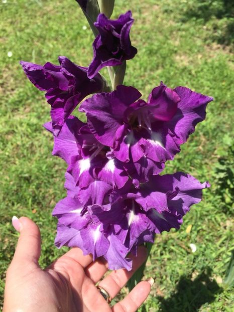 DMZP9252 - FLORILE MELE 2018