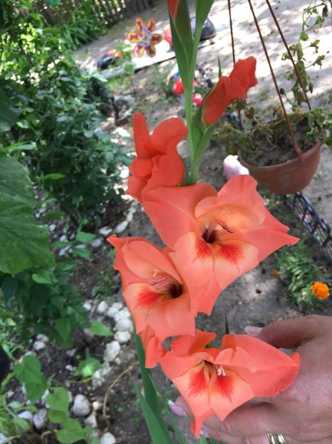 EBMB6595 - FLORILE MELE 2018