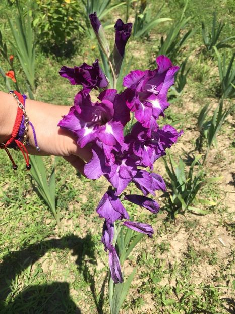 ECBU6257 - FLORILE MELE 2018