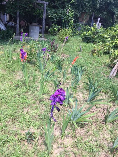 EDGS8315 - FLORILE MELE 2018