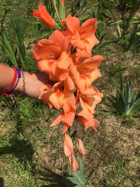 EMOB4753 - FLORILE MELE 2018