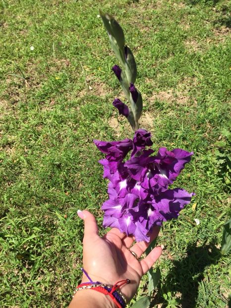 ERBZ5457 - FLORILE MELE 2018