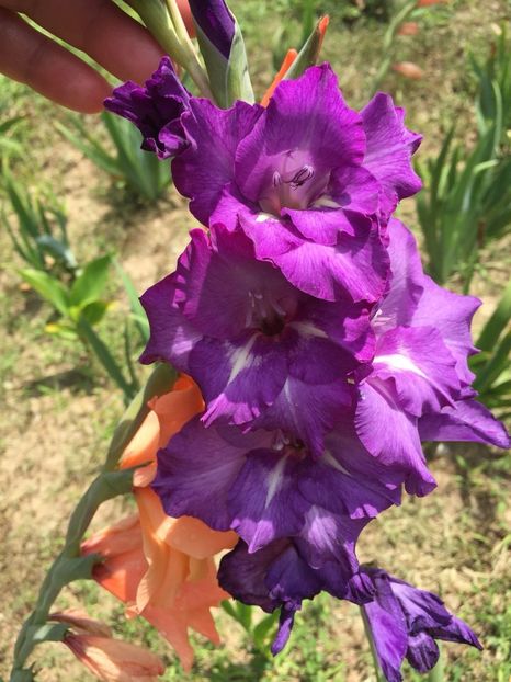 FGWN9508 - FLORILE MELE 2018