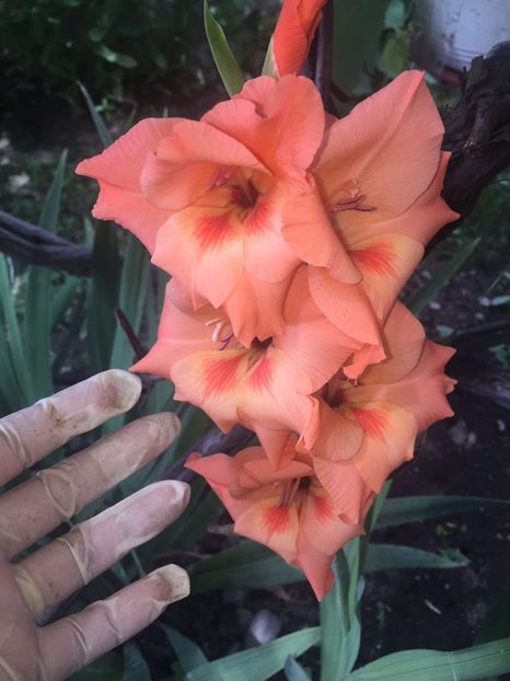 GKGU5881 - FLORILE MELE 2018