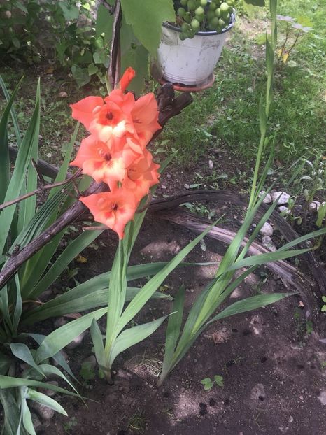 NAML7207 - FLORILE MELE 2018