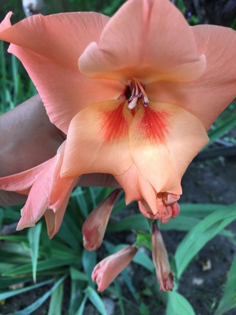 JAJE7004 - FLORILE MELE 2018