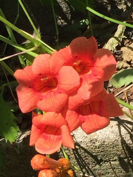 JZKV8300 - FLORILE MELE 2018