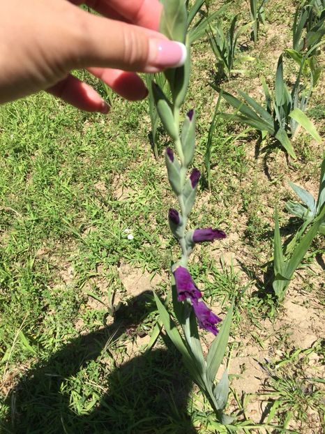 ONQA8428 - FLORILE MELE 2018