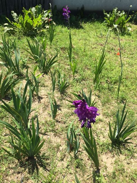 OVNQ2408 - FLORILE MELE 2018