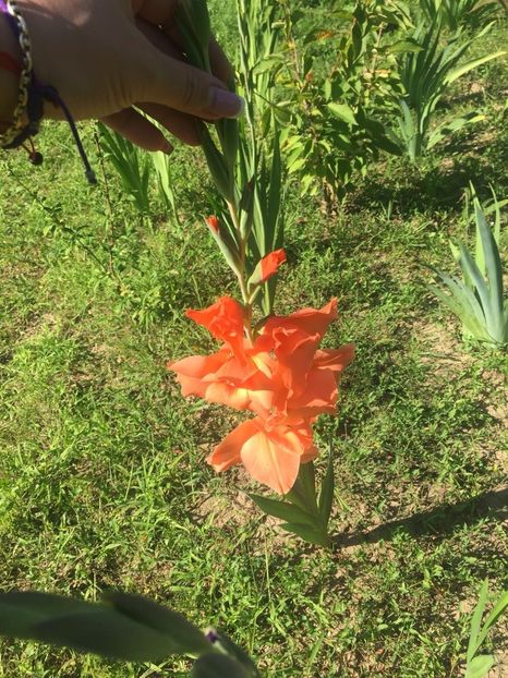 PCMC1551 - FLORILE MELE 2018