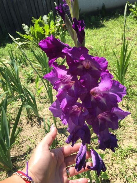 PUHF4367 - FLORILE MELE 2018