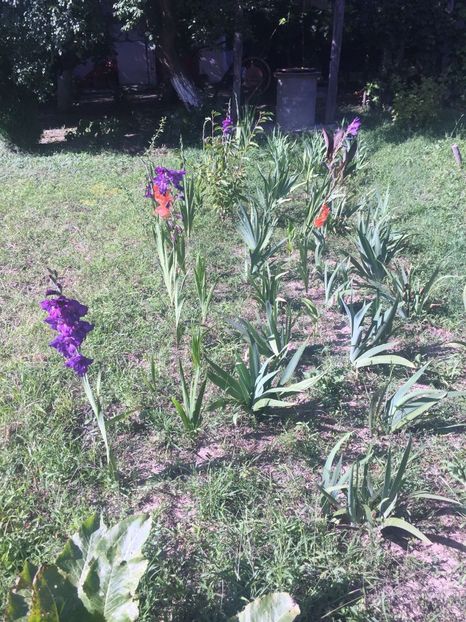 WMAV8129 - FLORILE MELE 2018