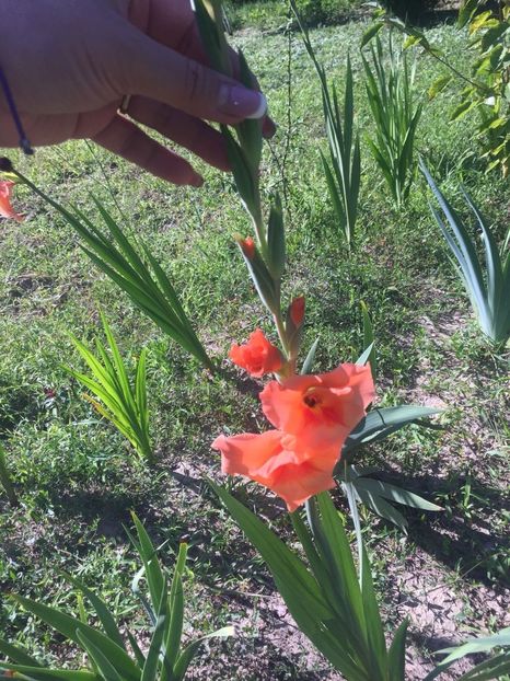 WQVT0424 - FLORILE MELE 2018