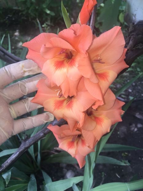 XSIX6306 - FLORILE MELE 2018