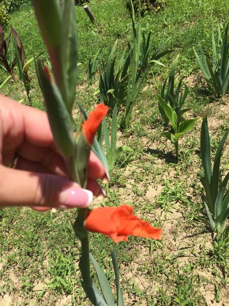 XTPI2244 - FLORILE MELE 2018