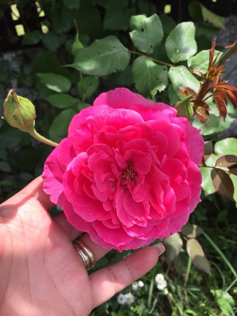 AOUO5246 - FLORILE MELE 2018