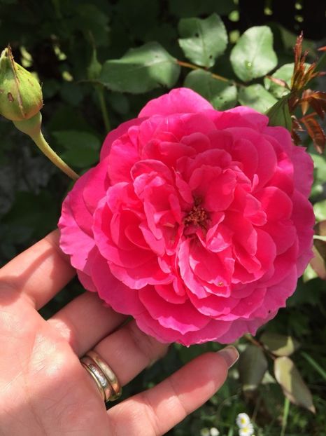 EHQQ4065 - FLORILE MELE 2018