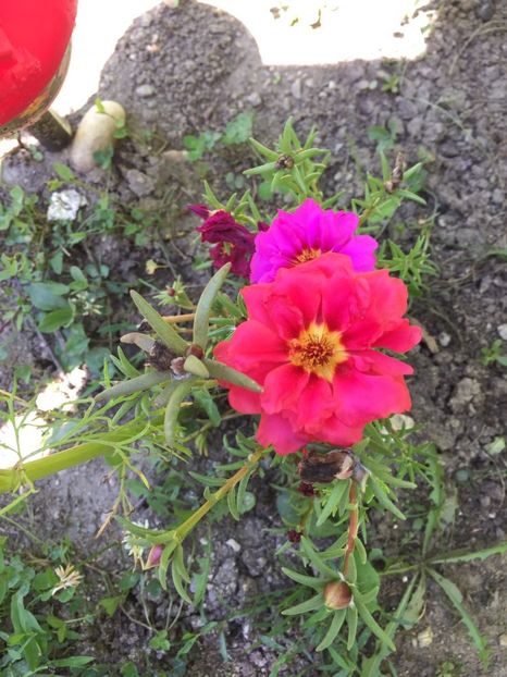 BAKL7326 - FLORILE MELE 2018