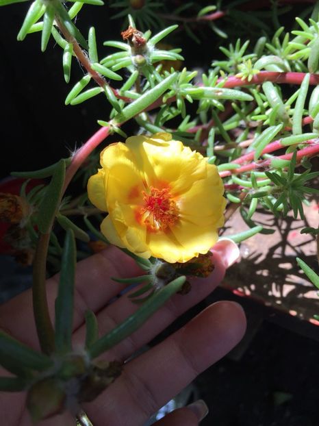 BFGR9418 - FLORILE MELE 2018